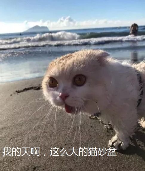 震惊猫爆红全网,被铲屎官带去海滩后,这表情开始怀疑喵生