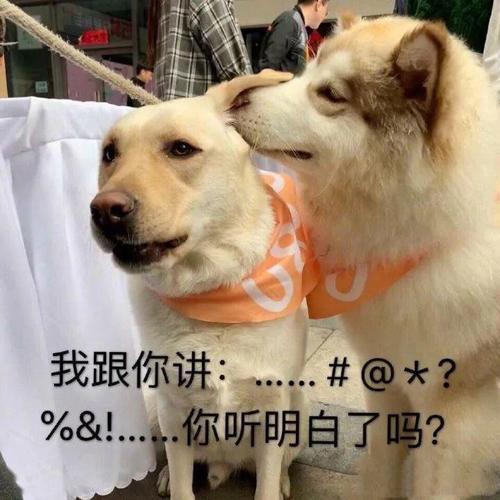 适合家养的3种狗,温顺乖巧听话,就是容易长胖