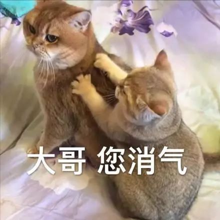 表情包你看不出来我没睡够吗