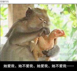 猴子啊猴子你是有多寂寞雷人囧图第21弹