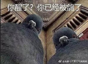熊猫借口最多的鸽王,吃鸡实力不输韦神,经常带着王思聪开黑