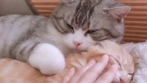 橘猫是我捡回来的,现在碰都不让我碰了,它的眼神另我害怕