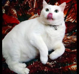 给猫咪喂食时它很高兴,但一到称体重时它的表情就变了我不胖