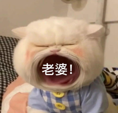 大嘴猫表情包要生活费专用
