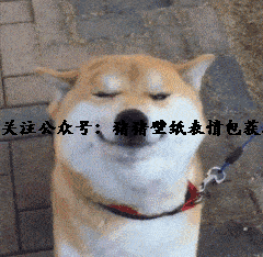 柴犬表情包卡通gif口头禅