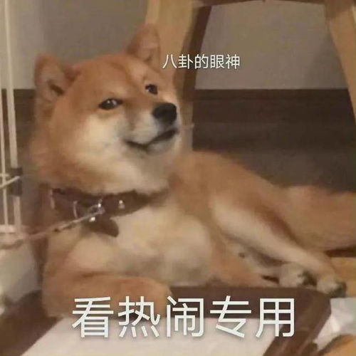 表情包小猫小狗的表情包