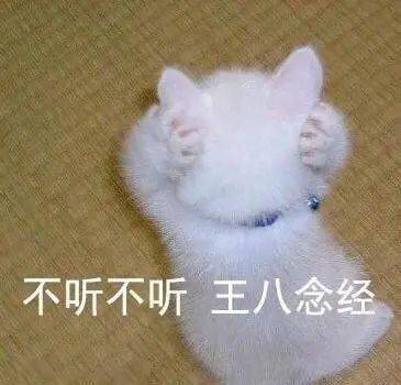 猫咪是真耳背还是懒得搭理我3步教你判断