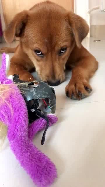 小狗狗认真的听主人家的训话,这表情感觉好难过