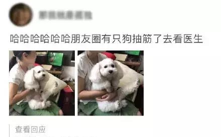 泰迪腿抽筋被主人送去看医生,网友大半夜笑出了猪叫声