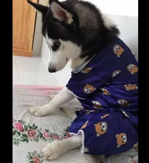 给狗狗买了睡衣,穿上后它就不动了,这幽怨的小眼神是有多嫌弃
