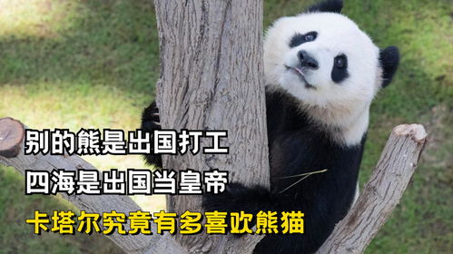 别的熊是出国打工,四海是出国当皇帝,卡塔尔究竟有多喜欢熊猫