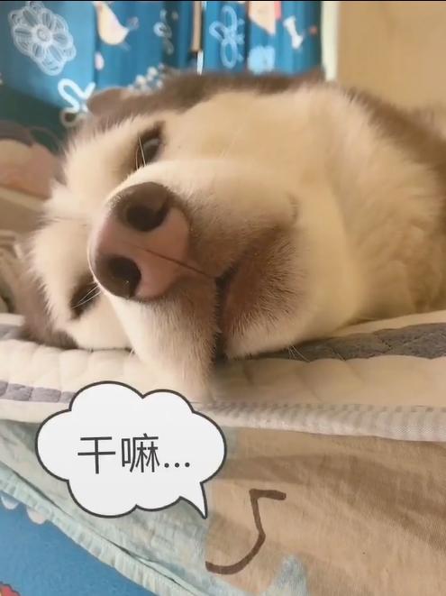 女主人叫狗狗起床,狗狗的表情实在太萌了