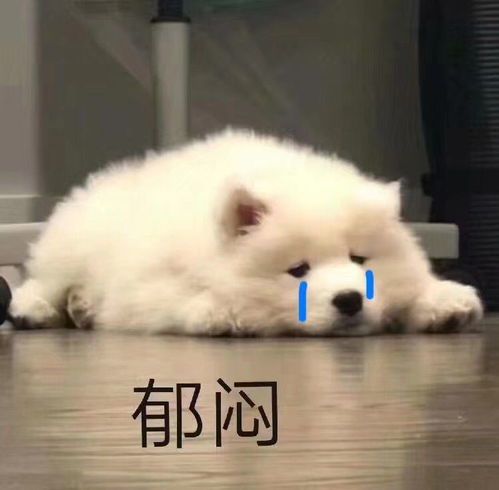 呜呜赖把我发的廊坊那天她家大粉的无脑洗地言...