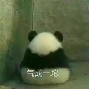 国宝熊猫表情包合集大哥,给口饭吃吧