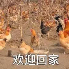 一只战斗鸡在车流中跑路,交警都拿它没办法