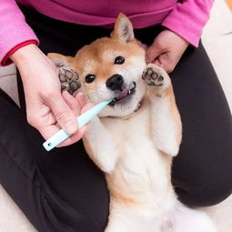 日本这只爱刷牙的柴犬火了堪称表情包的刷牙照萌翻无数网友