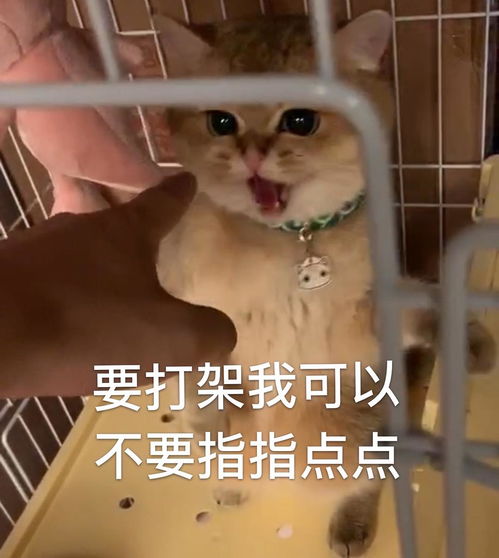 原创哈丨超搞笑微包浆表...