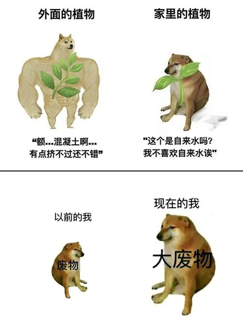 表情包小狗cheems不幸去世这些梗图值得珍藏