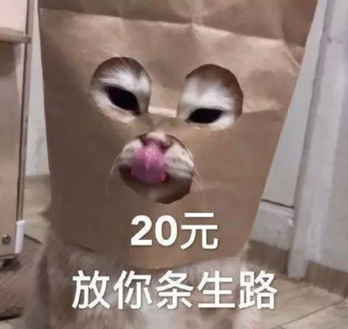 今日表情推荐,312