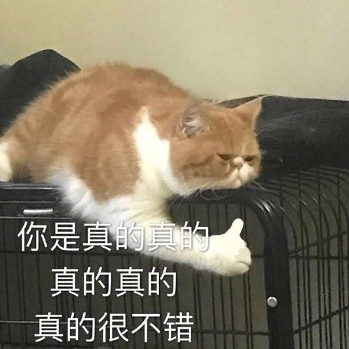 有哪些一看就很沙雕的表情包