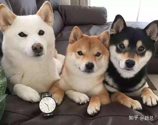 给柴犬起什么名字全网最全的起名文章解析