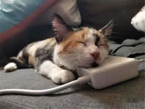 猫咪打开特百惠盒子,把里面的每一块小饼干,都咬了一口