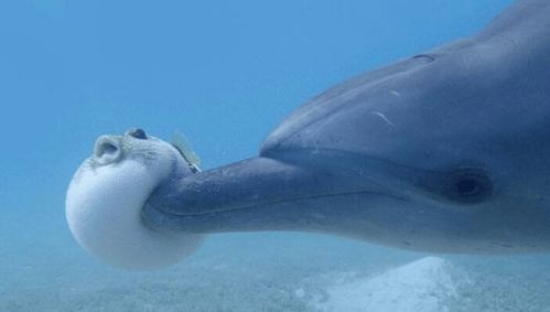 海豚为何非要欺负河豚