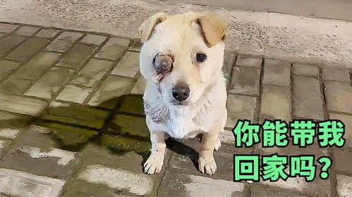 流浪狗眼睛残疾无处可去,紧跟陌生男子,可怜的表情乞求能收留它