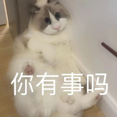 表情包可爱仓鼠猫咪