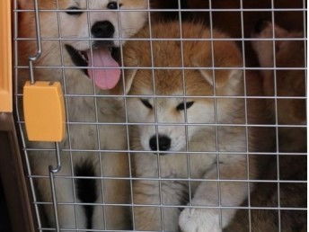 图赛级血统豆柴犬网红表情包大脸柴犬现场检测签合上海宠物狗