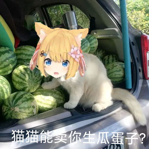 花园猫饲养周记第七十三期20210822
