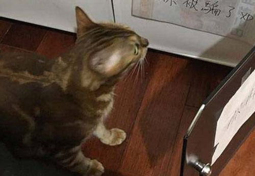 猫咪屡次破坏衣柜,主人想出办法欺骗,它的表情过于真实了