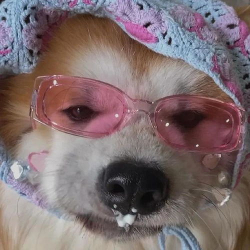 动物头像表情包
