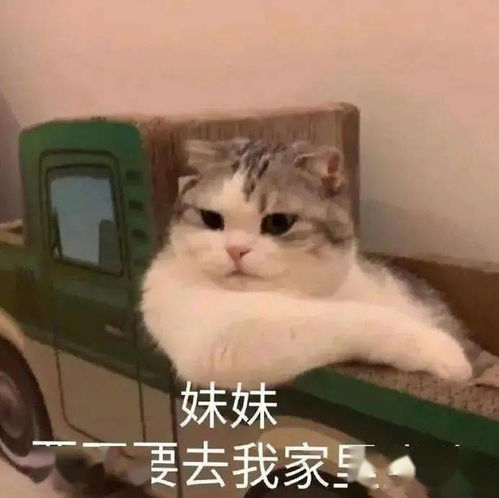 抖音热门表情包