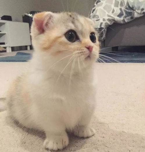 猫中卡戴珊家族一家十口除了人全是网红