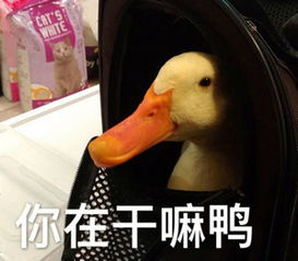今天也要努力的吸鸭鸭表情包下载飞翔下载