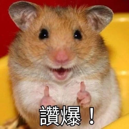 打屁股表情包仓鼠