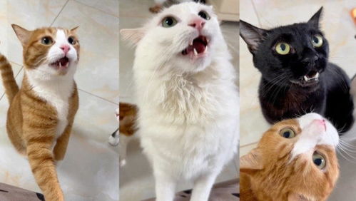 主人摸了流浪猫,气味引家中3只猫上头狂嗅,表情神同步主人笑疯
