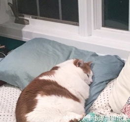 年后胖到生活不能自理的猫咪,看好了我能跳上去的