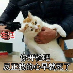 这只猫叫什么名字啊好想很火绰号也行想搜集一些这只猫的表情包
