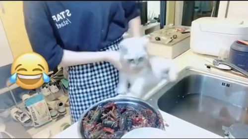 原来这就是好奇害死猫