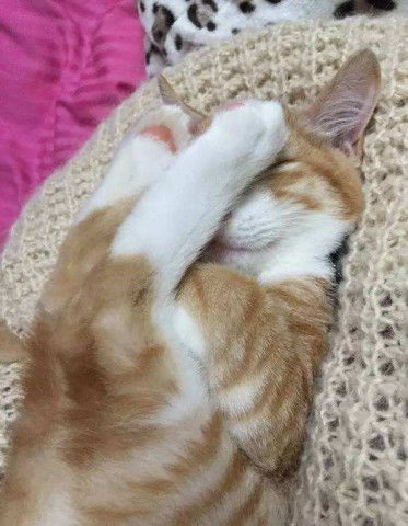 喵星人终于不再高冷这样的猫咪简直就是行走的表情包