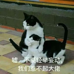 公众号表情包猫咪