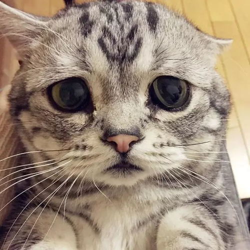 世界上最悲伤的猫,了解一下