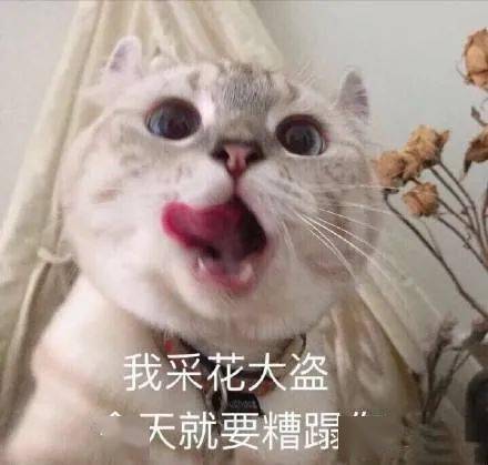 娃哈哈开奶茶店元气森林联名螺蛳粉喜茶与茶颜悦色合体,这些品牌也太会玩了吧