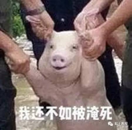 what洪水里的微笑小猪,一猪生9猪,只只萌到哭