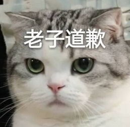 猫咪表情包又来啦,铲屎官们赶紧收藏