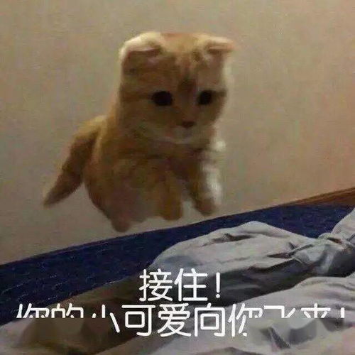接住表情包表情包