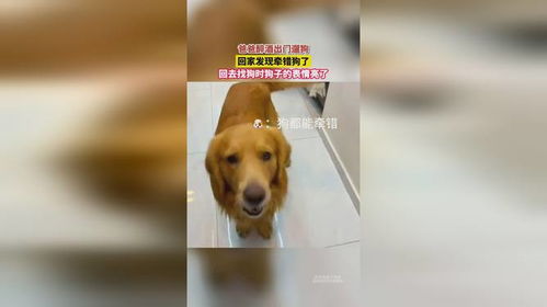 爸爸醉酒出门遛狗,回家发现牵错狗了,回去找狗时狗子的表情亮了