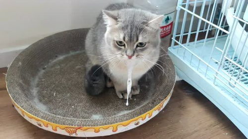 男主人给家里所有的小猫咪驱虫,最后一直小猫咪的表情亮了,男生直呼太害怕了